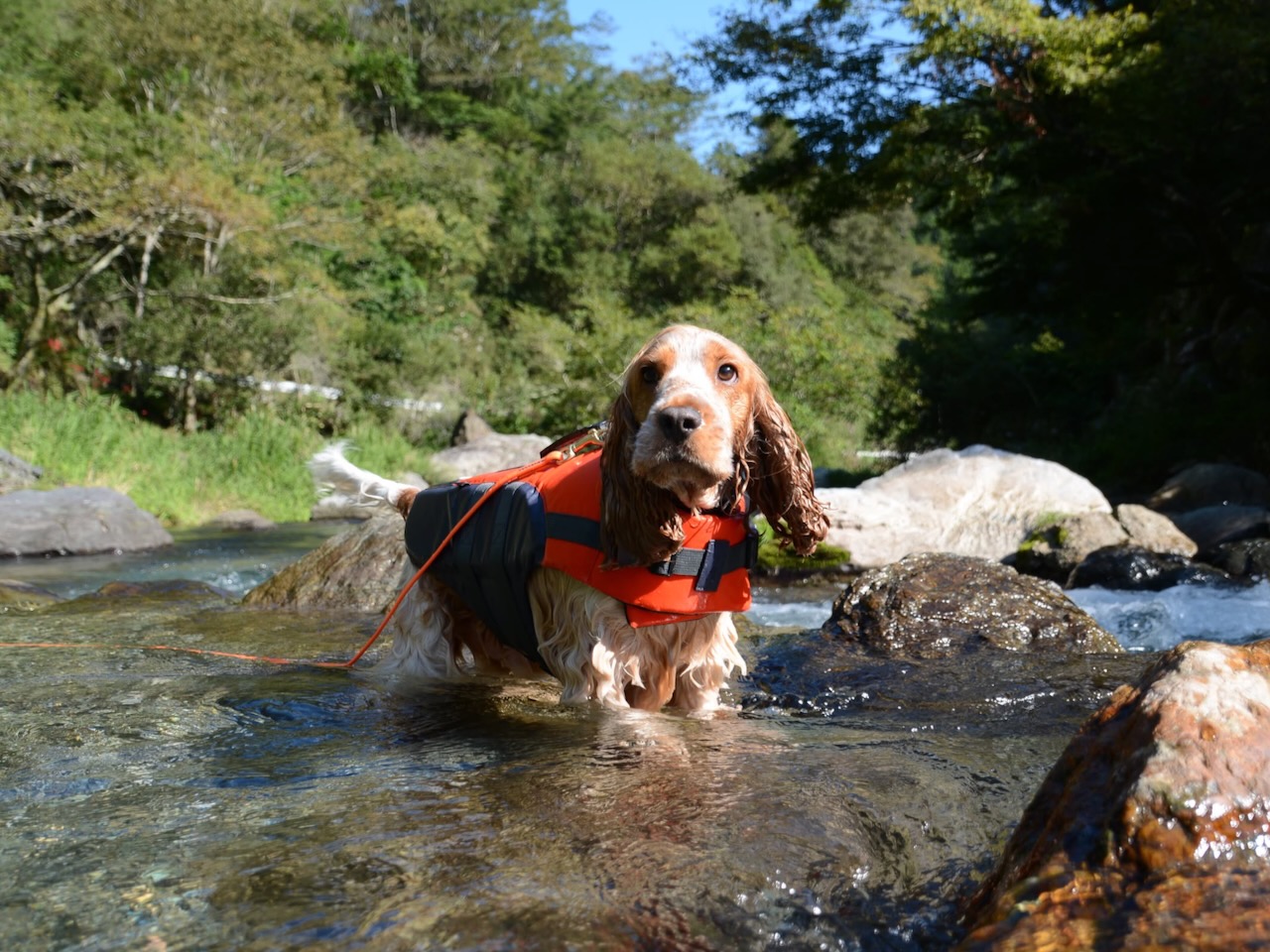 A dog wearing a life jacket wading in a river at Yumenomori Campground