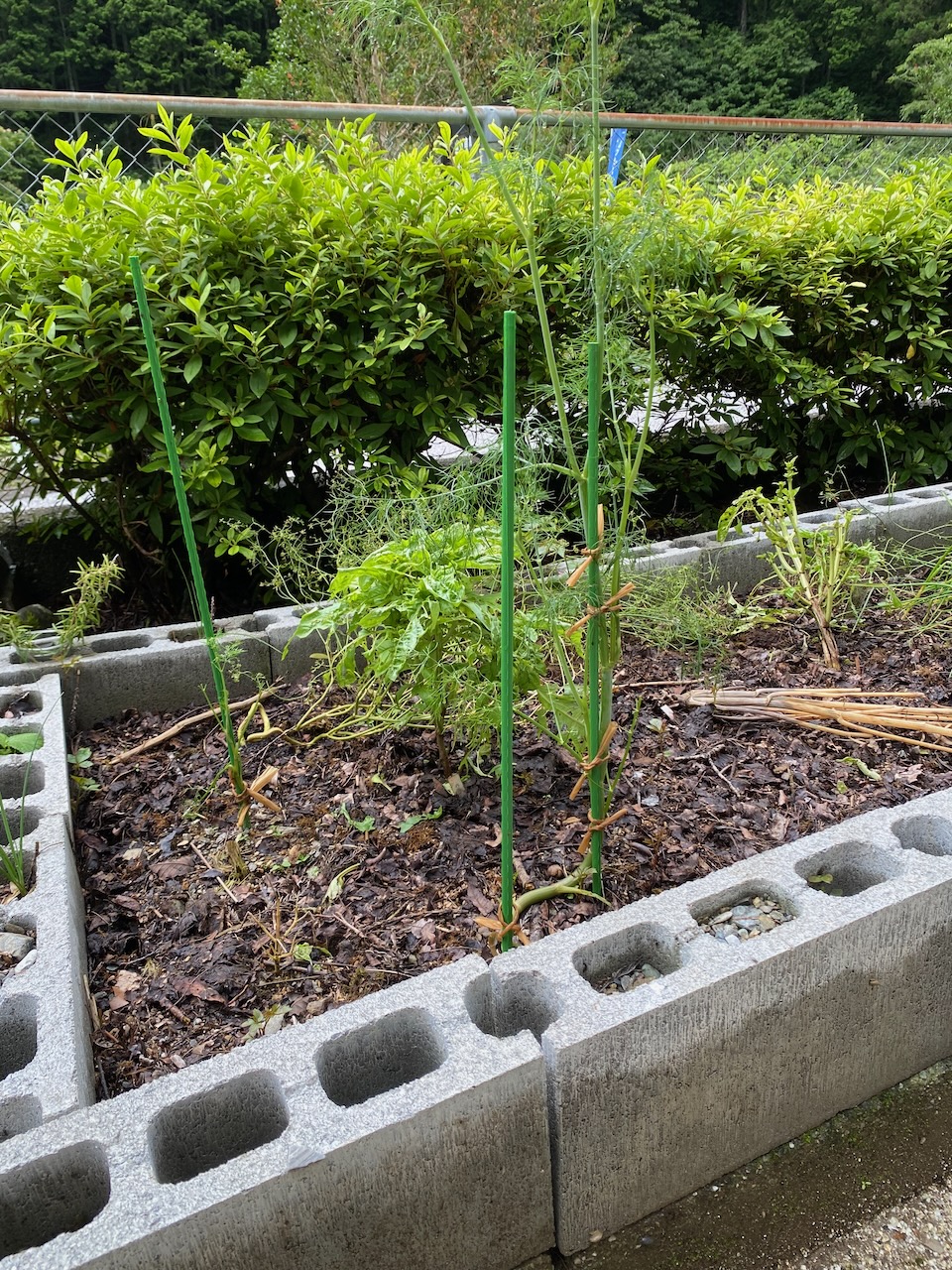 Herbs growing with compost made at Shimonanosato