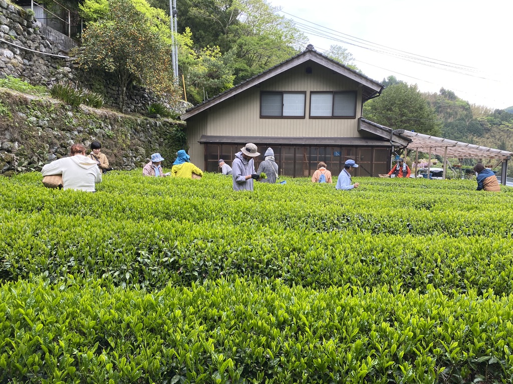 Green tea fields near Shimonanosato