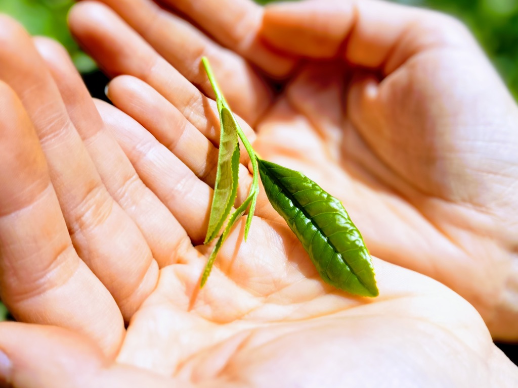 Hands gathering freshly picked tea leaves